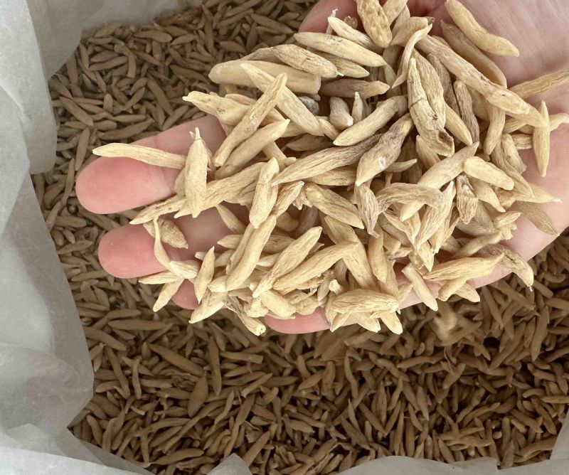 麦冬