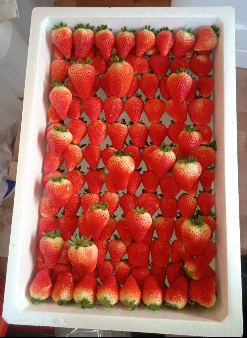 精品【草莓】品种齐全对接电商市场商超等各类客户