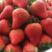 精品【草莓】品种齐全对接电商市场商超等各类客户