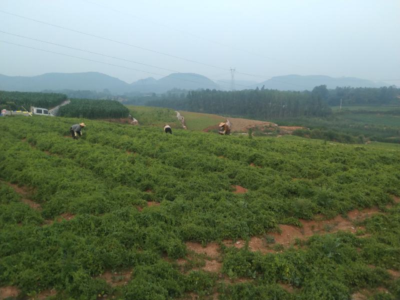 火头根