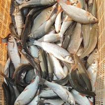 雅罗鱼滑子鱼肉质细嫩鲜美渔场直发量大从优可视频看货