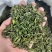 山东日照绿茶2025新茶板栗香散装批发云雾绿茶炒青抵挡茶