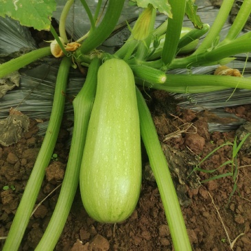 西葫芦