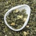 茉莉花茶曲螺香螺2025新茶浓香型茉莉绿茶散装批发口粮茶