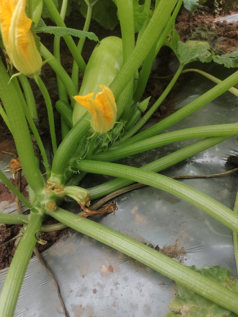 西葫芦
