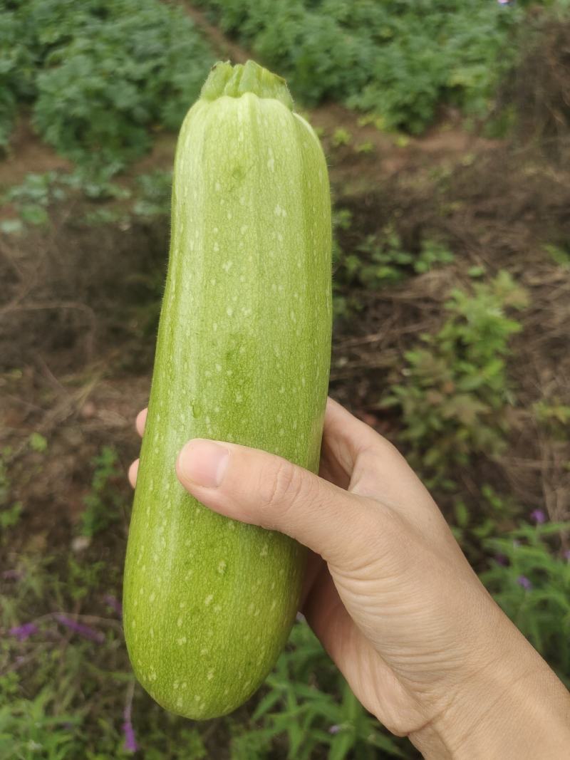 西葫芦