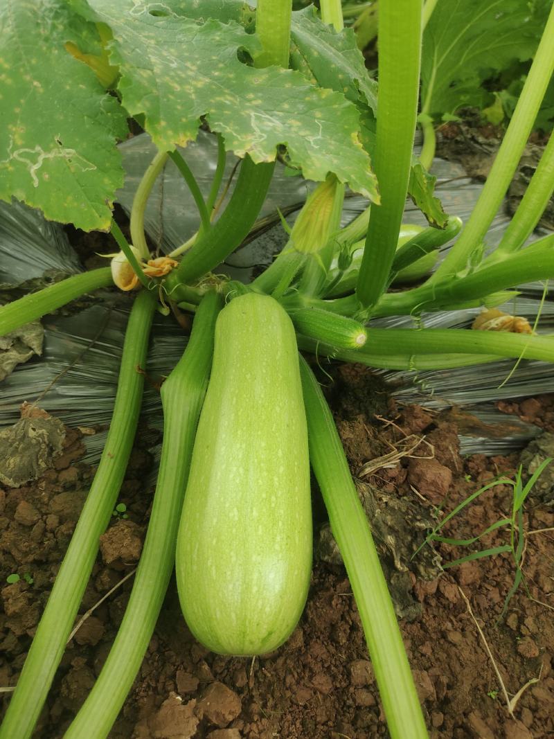 西葫芦