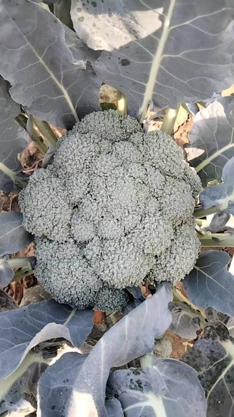 西蓝花，山东惠民万亩蔬菜基地，耐寒炎秀西蓝花