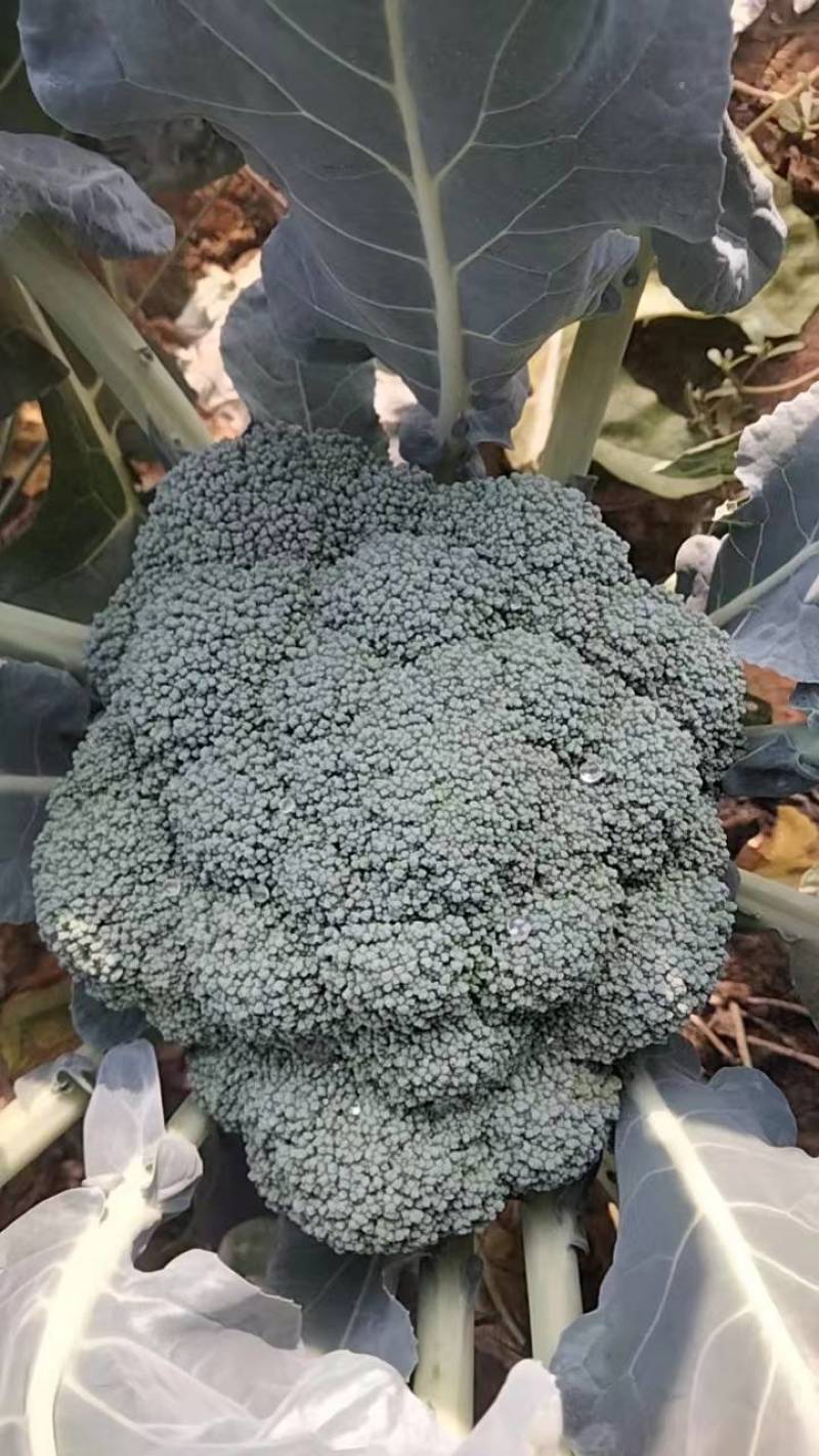 西蓝花，山东惠民万亩蔬菜基地，耐寒炎秀西蓝花