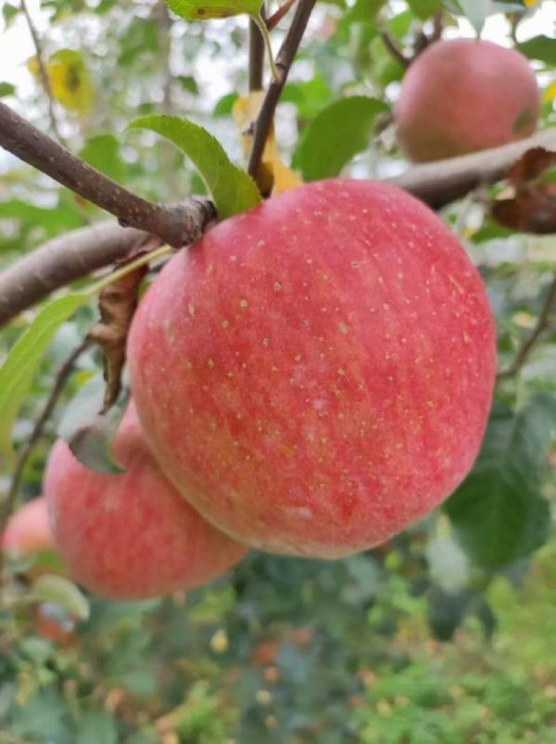 精品苹果红富士冰糖心苹果货源充足量大从优欢迎咨询