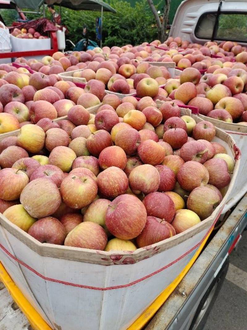 精品苹果红富士冰糖心苹果货源充足量大从优欢迎咨询