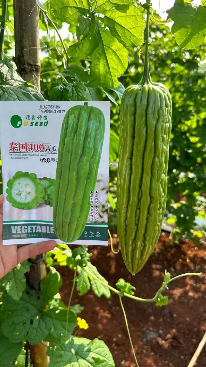 【优选】湛江徐闻新苗苦瓜-稳定货源长期供货-价格优惠