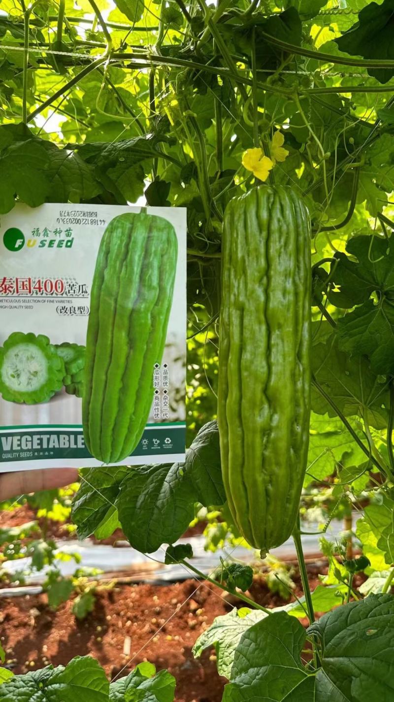 【优选】湛江徐闻新苗苦瓜-稳定货源长期供货-价格优惠