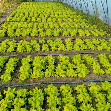 自家大棚生菜