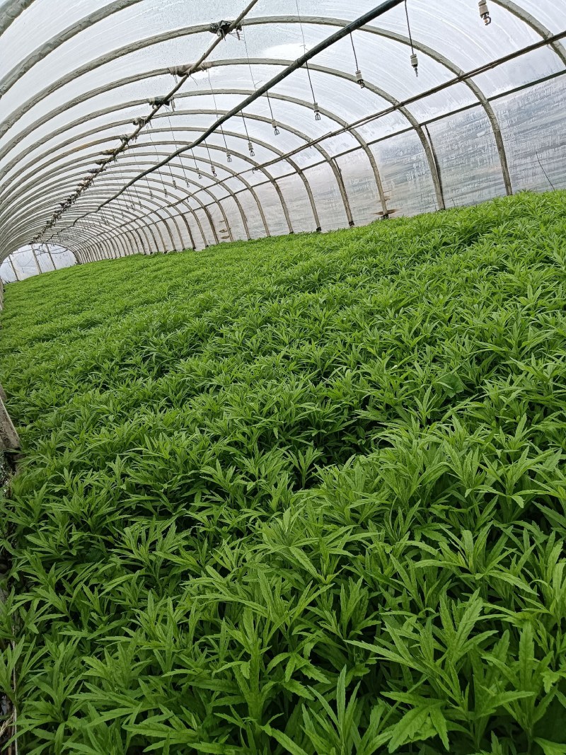 芦篙