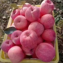 甘肃省庄浪县苹果