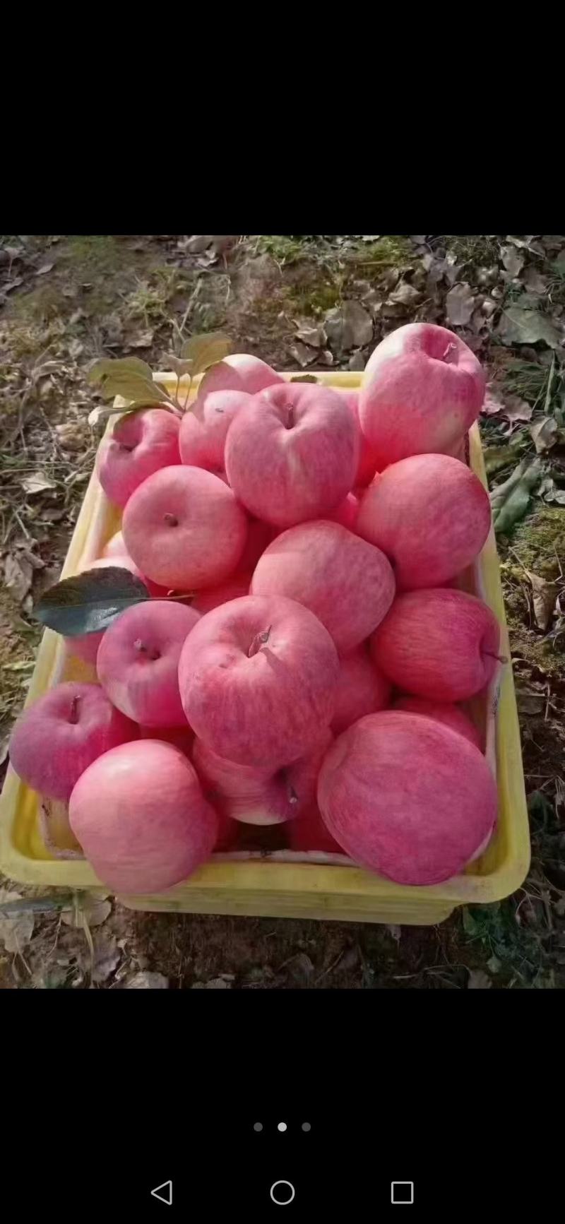 甘肃省庄浪县苹果