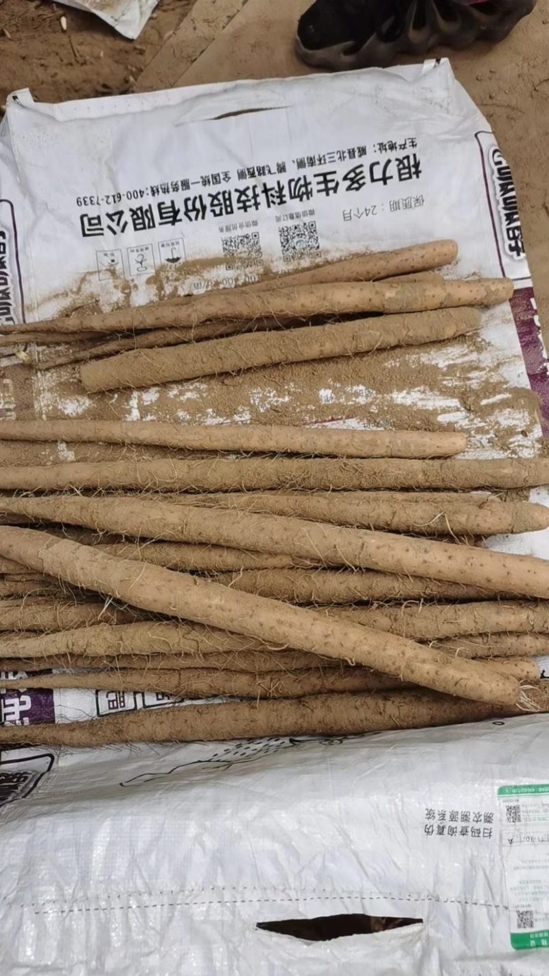 河北保定精品麻山药，品质保证支持视频看货，价格真实