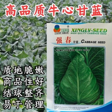 牛心甘蓝种子强春甘蓝种子种籽春秋包菜包心菜卷心菜大头菜
