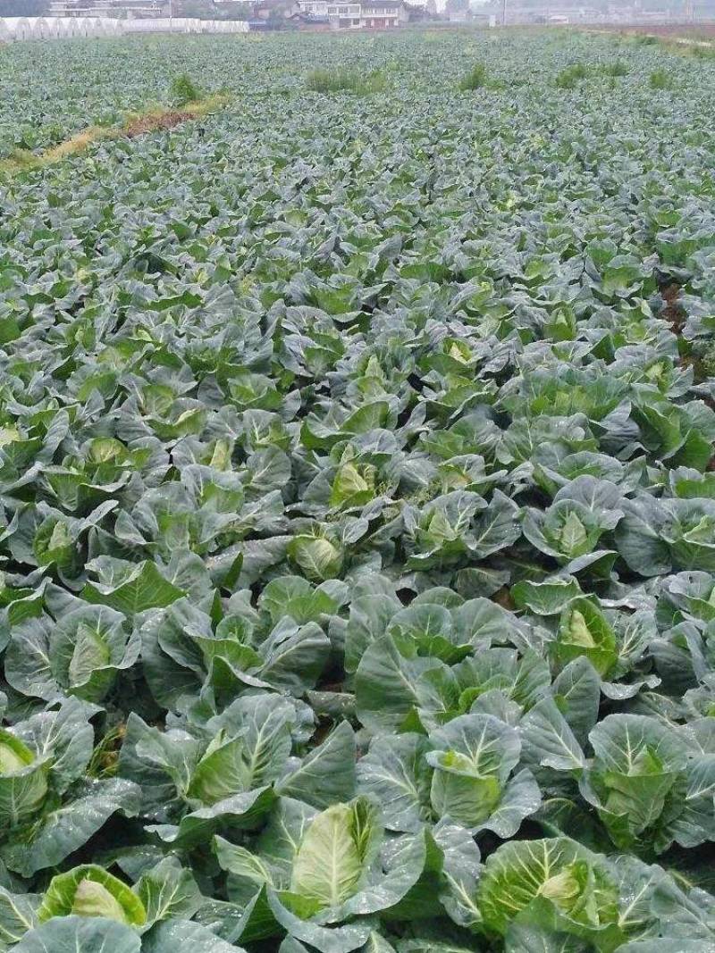 牛心甘蓝种子强春甘蓝种子种籽春秋包菜包心菜卷心菜大头菜