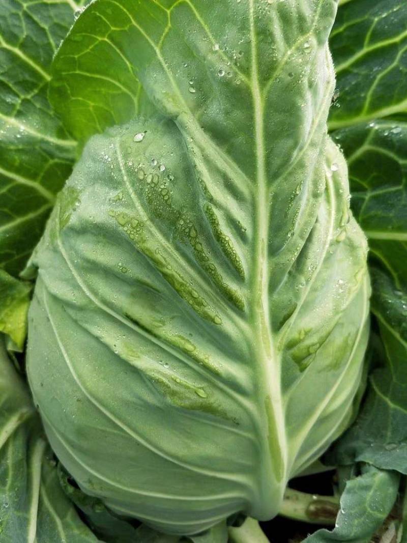 牛心甘蓝种子强春甘蓝种子种籽春秋包菜包心菜卷心菜大头菜