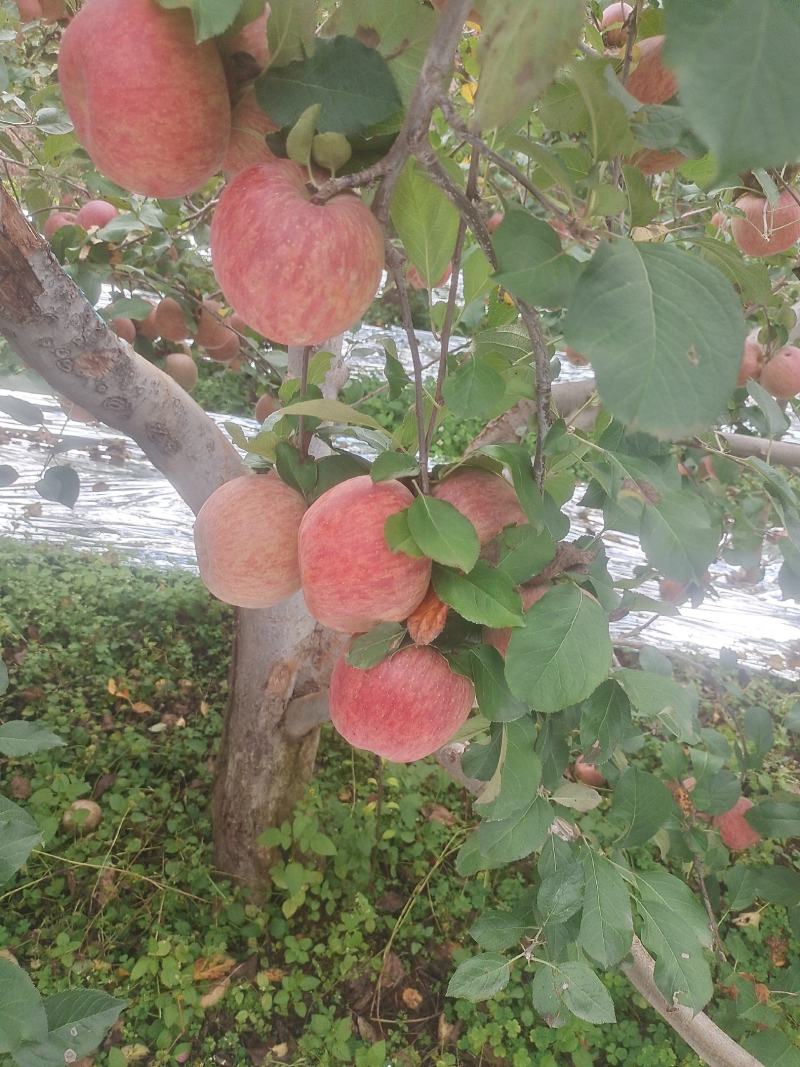 四川大凉山盐源苹果