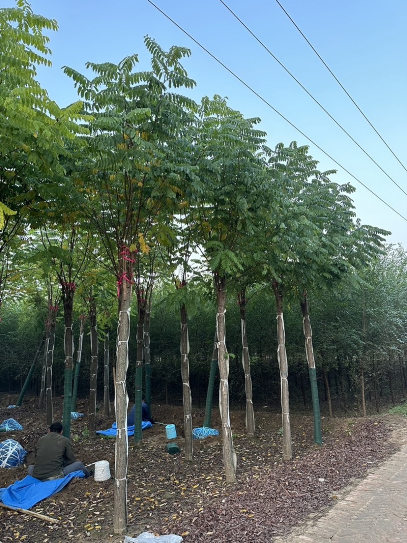 10公分香花槐