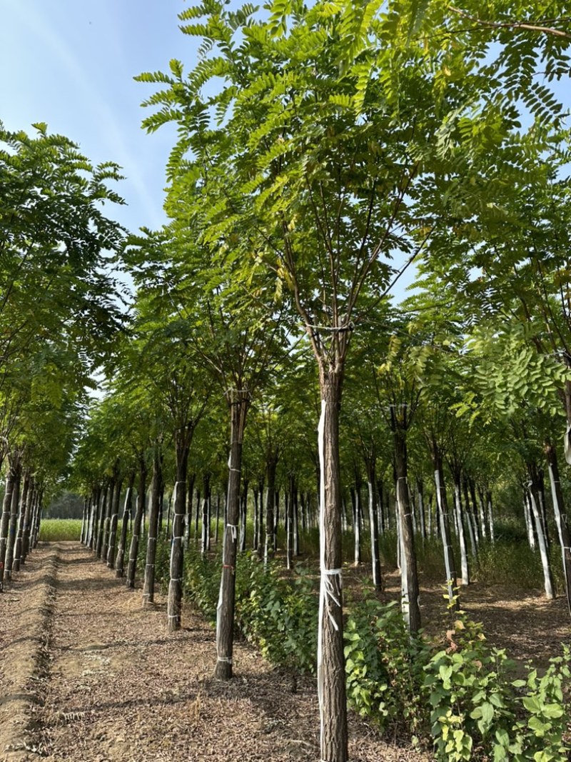 10公分香花槐