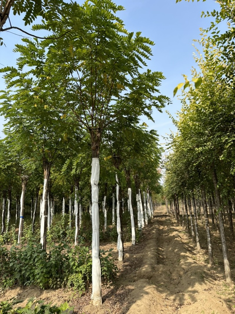 10公分香花槐