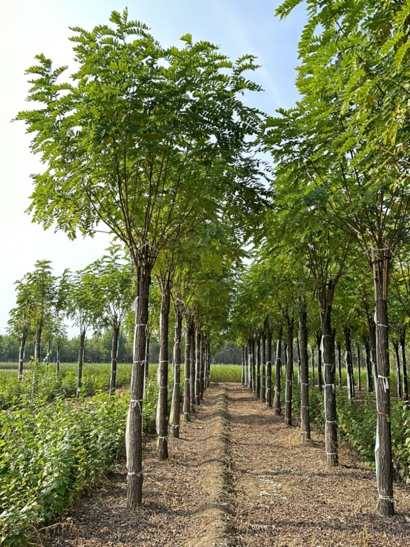 10公分香花槐