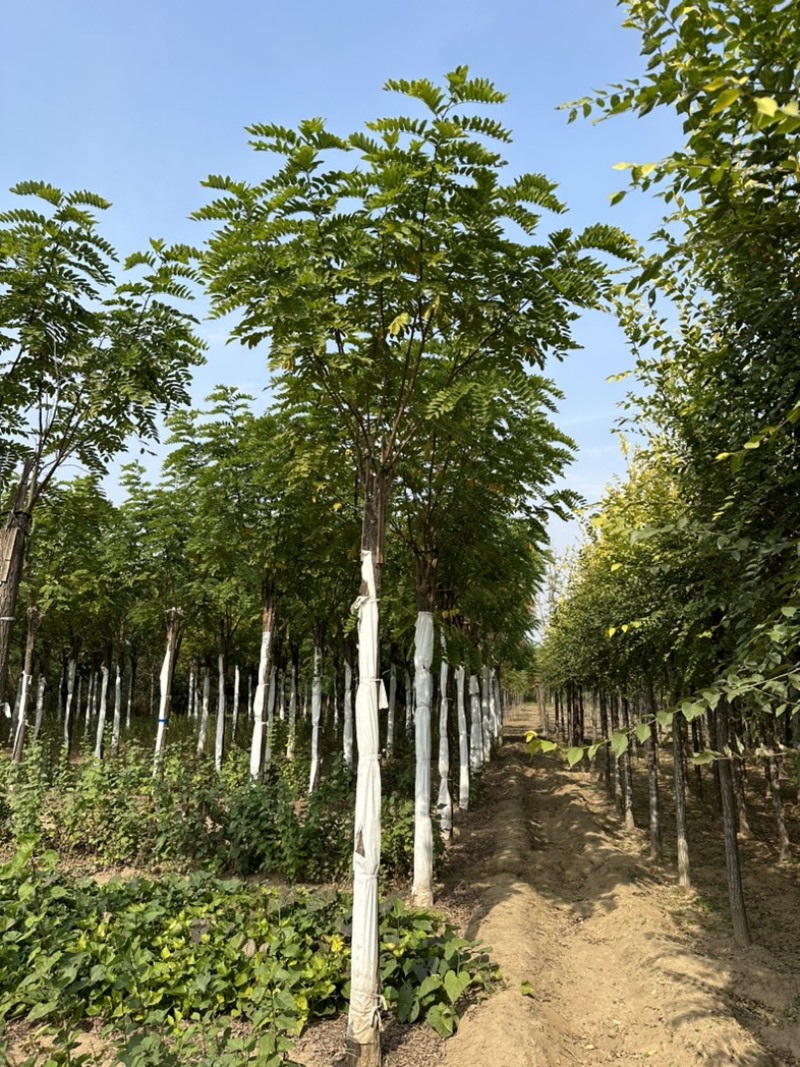 10公分香花槐