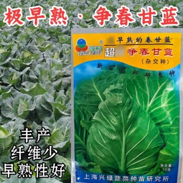 争春甘蓝种子早熟包菜种籽牛心甘蓝春夏秋四季蔬菜种子孑