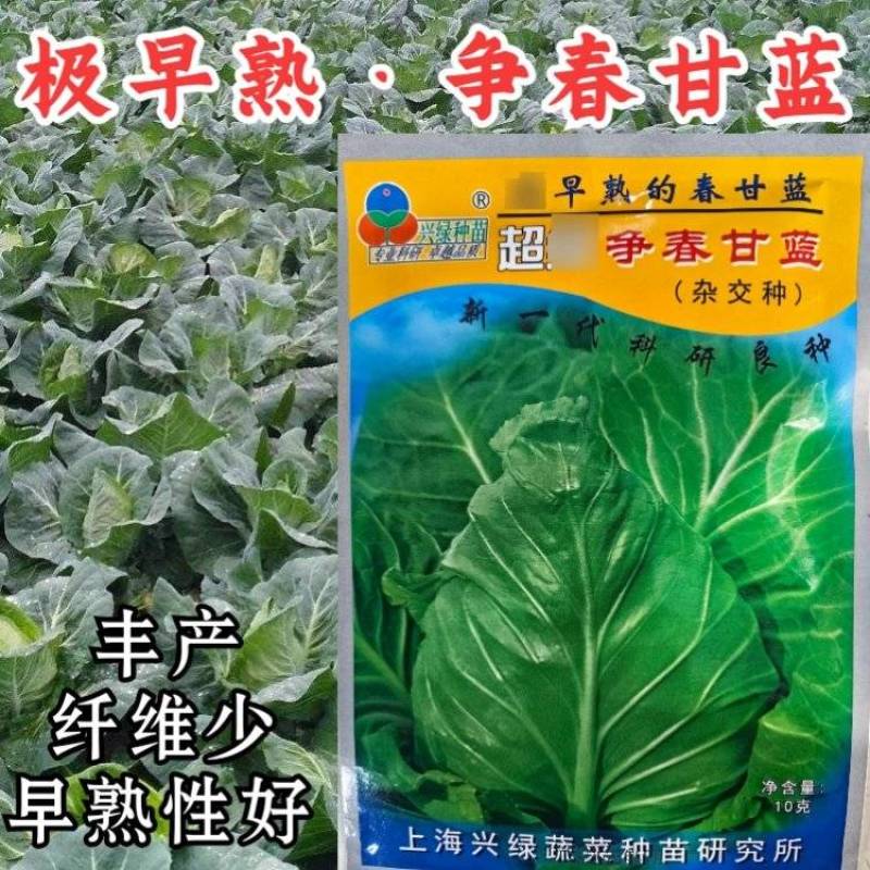争春甘蓝种子早熟包菜种籽牛心甘蓝春夏秋四季蔬菜种子孑