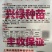 争春甘蓝种子早熟包菜种籽牛心甘蓝春夏秋四季蔬菜种子孑