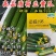 荷兰水果黄瓜种子硕源多福198小黄瓜迷你旱黄瓜春秋蔬菜种