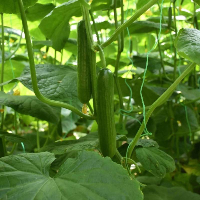 荷兰水果黄瓜种子硕源多福198小黄瓜迷你旱黄瓜春秋蔬菜种