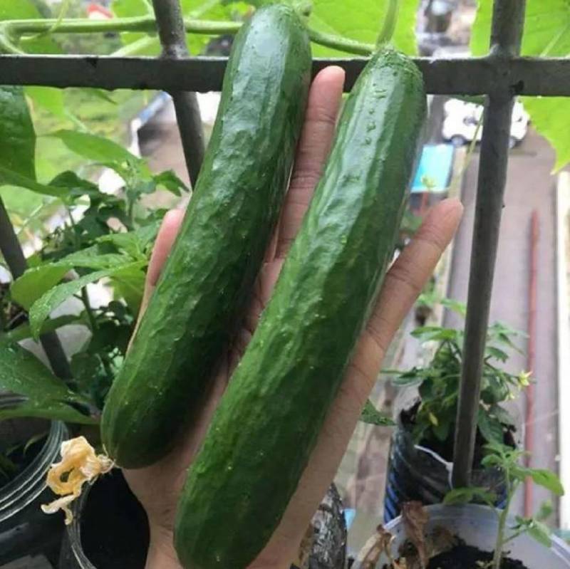 荷兰水果黄瓜种子硕源多福198小黄瓜迷你旱黄瓜春秋蔬菜种