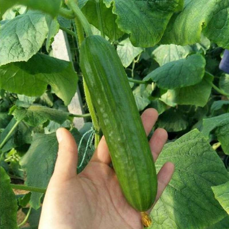 荷兰水果黄瓜种子硕源多福198小黄瓜迷你旱黄瓜春秋蔬菜种