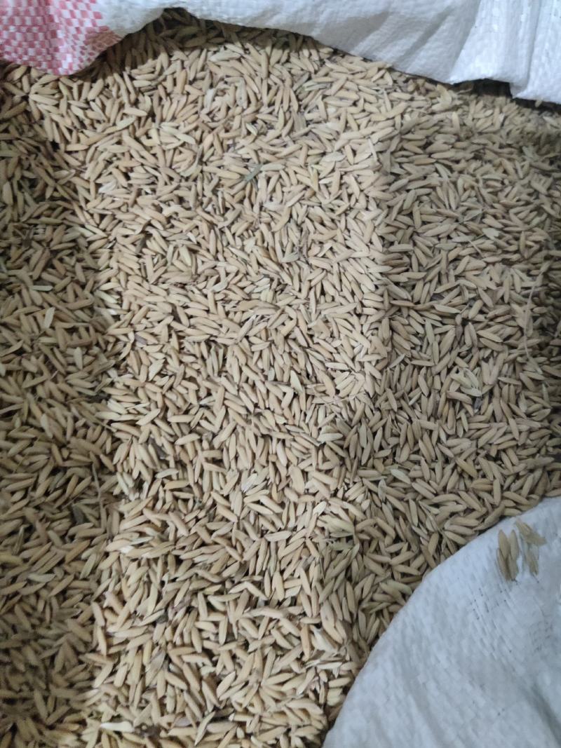 湖南衡阳老龙头村大量出售无污染杂交水稻，品种齐全