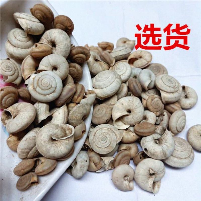 白螺蛳壳白螺蛳旱蜗牛壳中药材蜗牛壳