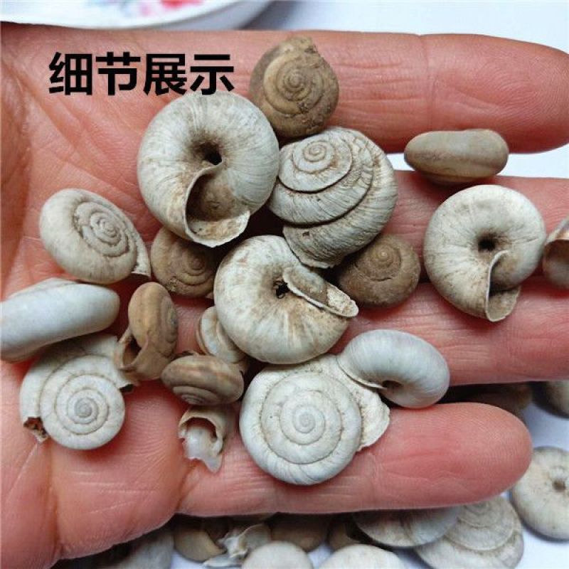 白螺蛳壳白螺蛳旱蜗牛壳中药材蜗牛壳