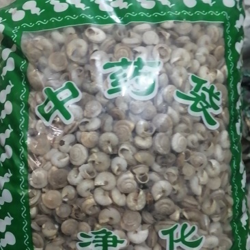 白螺蛳壳白螺蛳旱蜗牛壳中药材蜗牛壳