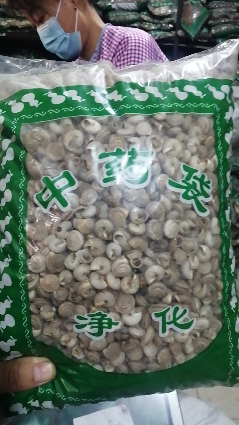 白螺蛳壳白螺蛳旱蜗牛壳中药材蜗牛壳