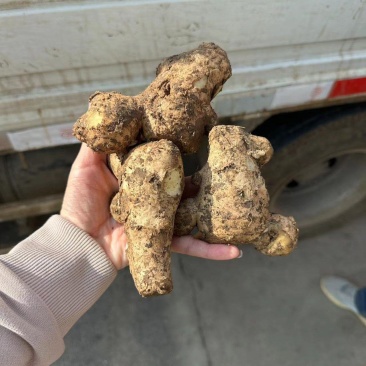 姜母山东生姜母电商姜母大量供货保质保量