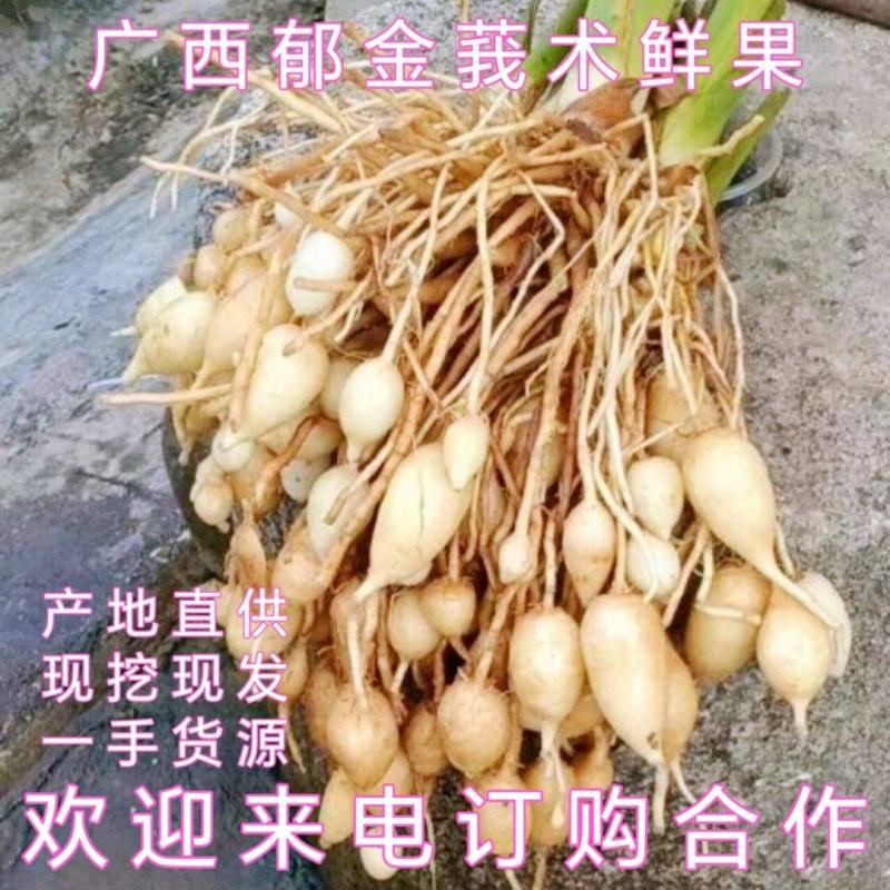 广西莪术、郁金、鲜果大量供应现挖现发基地直供一手货源