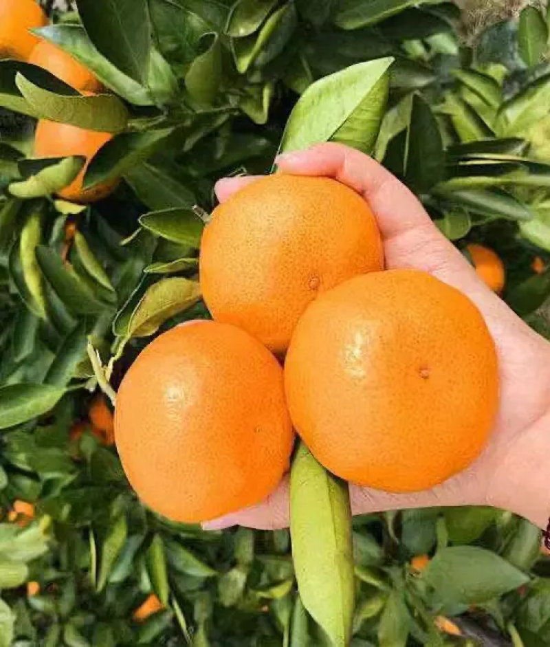 精品小蜜桔，人气商品，价格稳定，全国发货，诚信经营