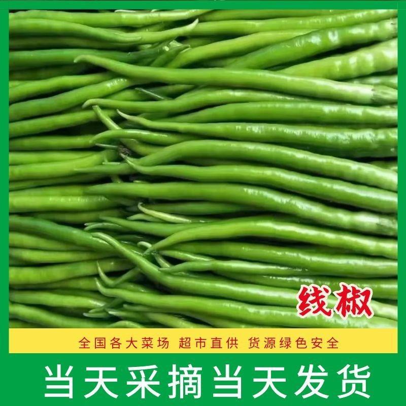 【精品辣椒】线椒，大量有货，产地直供，质量保证，欢迎咨询