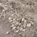 广西莪术、郁金、鲜果大量供应现挖现发基地直供一手货源