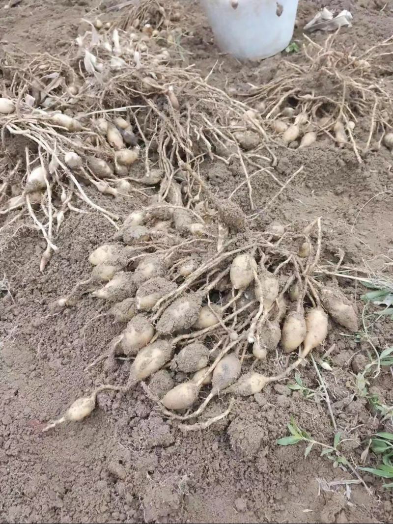广西莪术、郁金、鲜果大量供应现挖现发基地直供一手货源