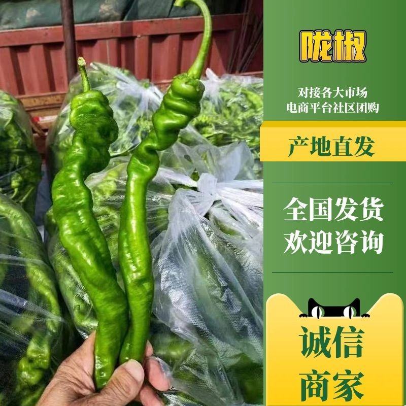 【精品螺丝椒】安徽砀山基地直供质量保证货源充足欢迎订购